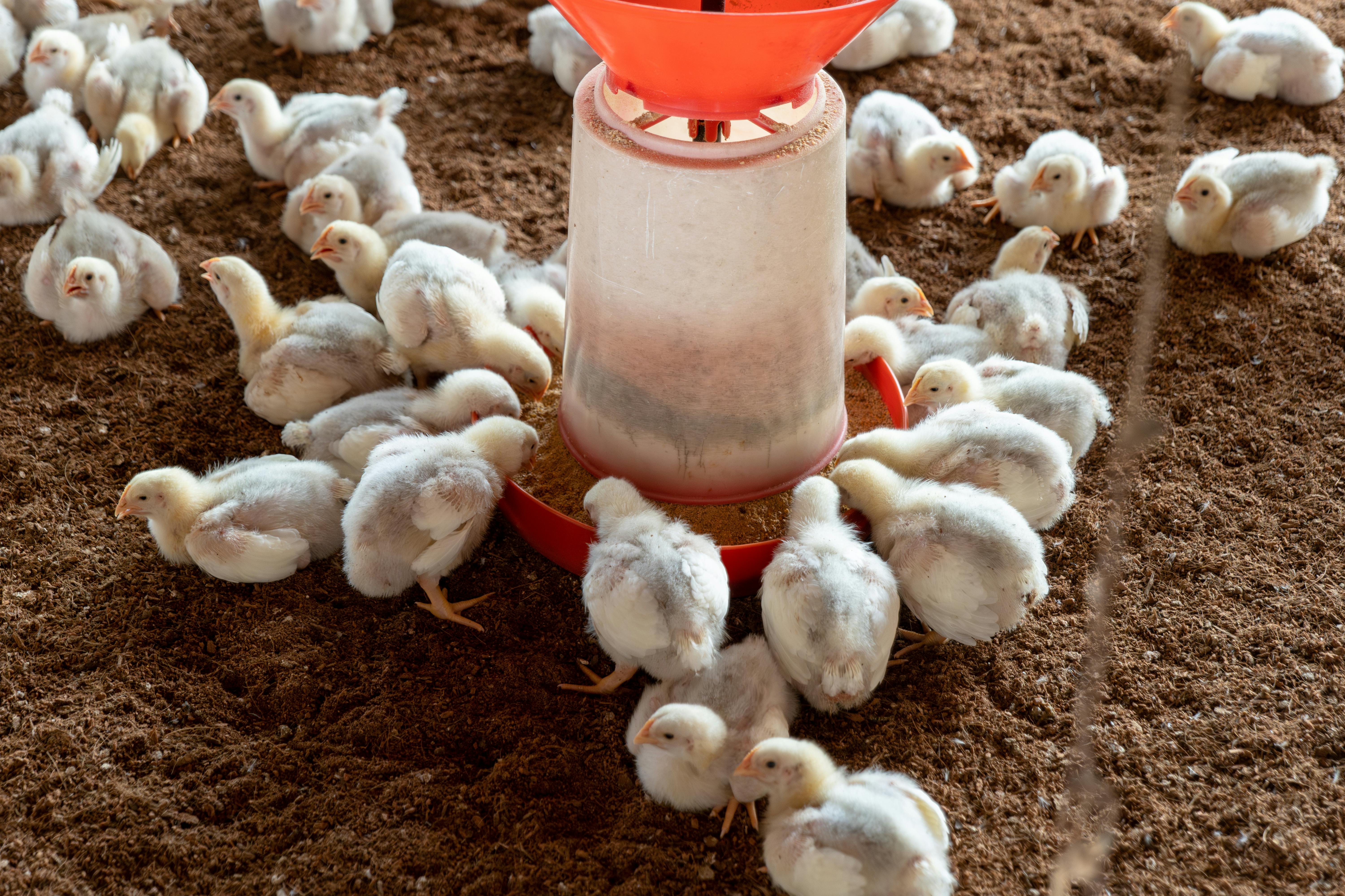 SHG Enterprise & Backyard Poultry